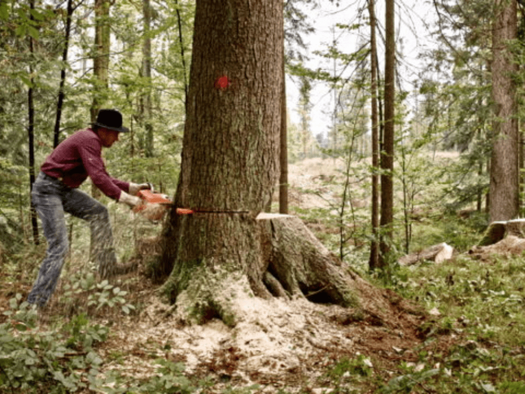 clearing land 